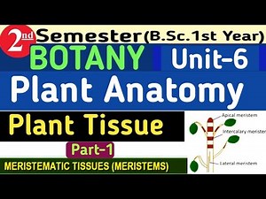 Bsc 2nd Semester Botany Unit 6 Plant Anatomy/ Plant Tissue/Types of Palnt Tissue/Meristematic Tissue