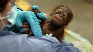 Newborn orangutan’s new name revealed