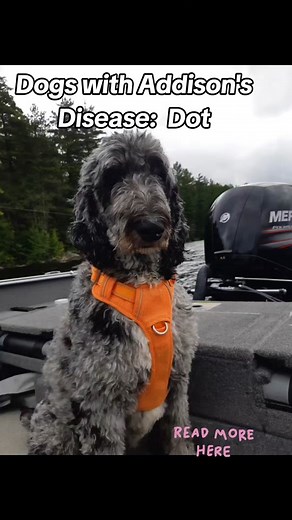 Dogs with Addison's Disease: Dot Back in the summer of 2021, Dot was diagnosed with Addison's disease at just 17 months old. She was very ill, and her owner felt overwhelmed and saddened by the thought of possibly losing her beloved companion. But thanks to the invaluable help, information, and encouragement from the CARE (Canine Addison's Resources and Education) Facebook group, especially from the admins, and a change to a different vet, they were able to get Dot's medication adjusted early on