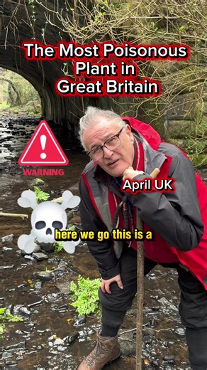 Britain's Most Poisonous Plant: Hemlock Water Dropwort