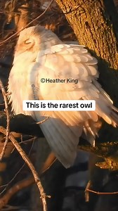 124K views · 7.8K reactions | This is a great horned owl a very rare, great horned owl. She was born leucistic! #leucisticbird #greathornedowl #wildlifeconservation #wildlifephotography #owlphotography #theeowlqueen #rarebirds #canadianphotographer #canadianwildlifephotographer #wildlifefilmmaker #nikoncanada #nikonp1100 #nikonp1000 #bestbirdshots | Thee Owl Queen | Facebook