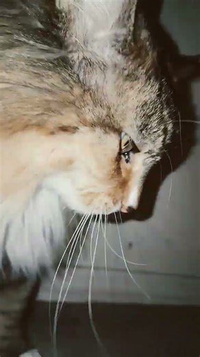 KITTY!!!!!!!!!! Part 2