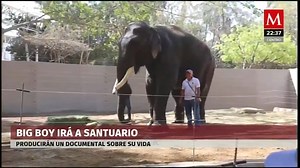 316K views · 11K reactions | #AzucenaxMilenio | Llegó a #Sinaloa el elefante #BigBoy, atracción del Circo de los Hermanos Fuentes Gazca... ahora pasará el resto de su vida en un santuario lejos de los abusos que sufrió toda su vida | Azucena Uresti | Facebook