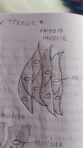 #MuscularSystem#Muscles#Anatomy#Physiology#Fitness#Workout#HealthNiche/Specific Hashtags#Muscletis