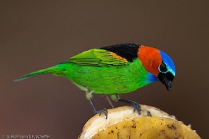 Red necked tanager - Alchetron, The Free Social Encyclopedia