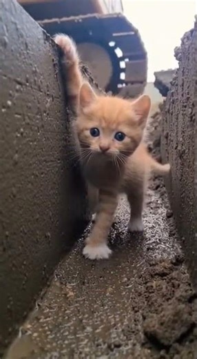 Unbelievable Cat Tricks You Must See #cat #cats #love