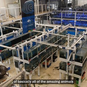 144K views · 3.3K reactions | The Most Gigantic Aquarium Fish Vendor Has Over 800 Species! 勞 | CoralFish12g | Facebook