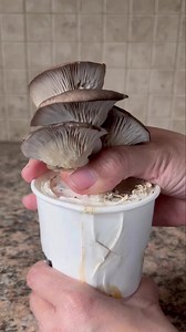 🍄We grew oyster mushrooms (Pleurotus ostreatus) in spent coffee grounds. I layered coffee grounds and mushroom grain spawn in a used coffee cup (washed and sterilized with 70% isopropyl alcohol). Ratio of 25% grain spawn to 75% moist coffee grounds. Coffee grounds must be used within 24 hours after brewing. Once you add or inoculate the grounds, place in an undisturbed area for 2-3 weeks until grounds are colonized by the mycelium. I removed the lid to allow airflow and misted the top with wate