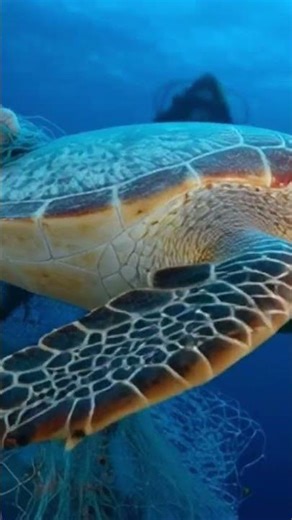 Turtle Choking on Plastic… Divers Saved It Just in Time! 🐢