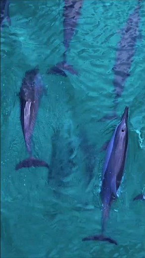 Socotra: The Alien Island You Have to See to Believe!