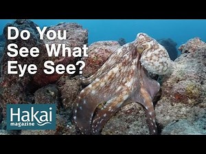 Do You See What Eye See?