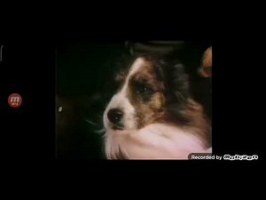 Sesame Street: "Cow Dog Song"