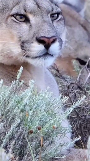 So this is what a cougar's call sounds like 美洲狮叫声原来是这样的 #animal【跟着图尔去旅行】