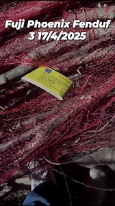 11K views · 114 reactions | "Fuji Phoenix Fenduf 3" seems to refer to...