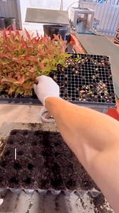 Ever wondered how a tree grows? 🌱 This digest takes you on an incredible journey from a tiny seed to a magnificent tree! Witness every stage: from initial sprouting and delicate saplings, through essential watering and nurturing, all the way to a strong, towering plant. Discover the magic of nature’s growth! #treegrowth #fromseedtotree #naturejourney #plantingtrees #ecology #lifecycleEver wondered how a tree grows? 🌱 This digest takes you on an incredible journey from a tiny seed to a magnific