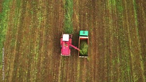 Cutting grass silage at field. Forage harvester on grass cutting for silage in field. Self-propelled Harvester on Hay making for cattle at farm. Tractor with trailer transports hay grass silage.