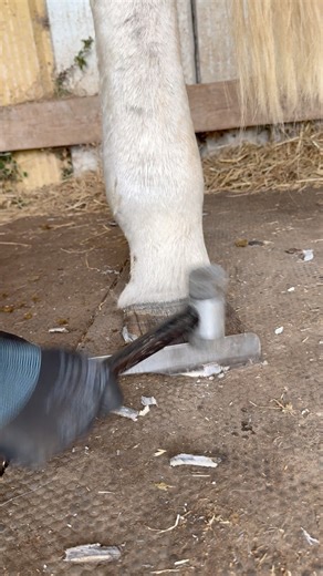 What methods do you use to trim hooves when you can’t lift the legs. #farriers #farrier #hooftrimming #hooftrimmer #hooftrim | Tom Clothier Farrier