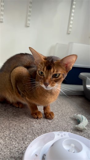 Message was unclear 🤣 what do you think Murcia is saying? #abyssinian #cat lover #meow #asmr #fblifestyle | Barcelona Cat