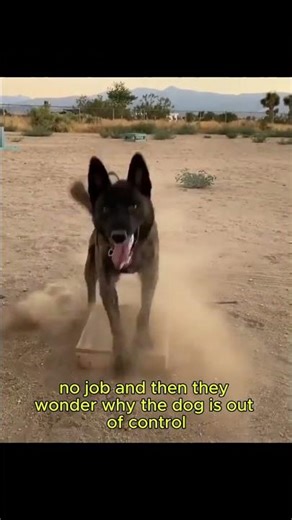 You Shouldn’t Own a Working Dog (Most People Can’t Handle It) #shorts #dogbreed