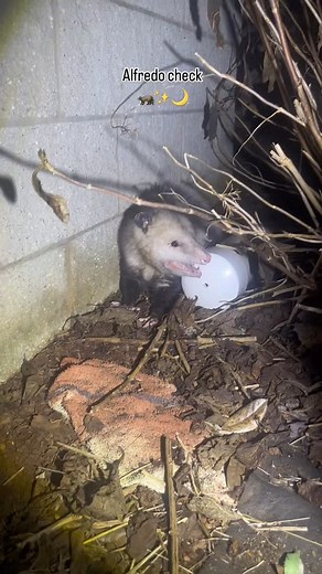 28K views · 386 reactions | My dog doesn’t quite understand that not everyone wants to play 藍 #farm #farmer #farmlife #homestead #homesteading #possum #opossum #alfredothepossum #chickens #chickencoop #nc #wildlife #dogs #goldendoodles | MindyBryant | Facebook