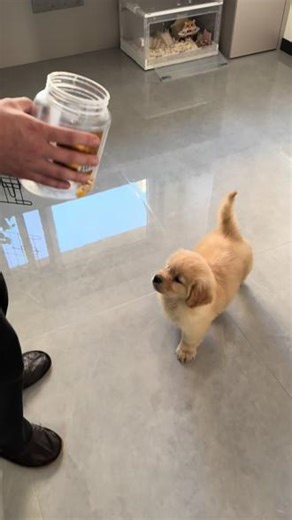 #爱犬日常 #我家幼崽无忧无虑的生活 它好像只跟它爹天下第一好#爹宝狗