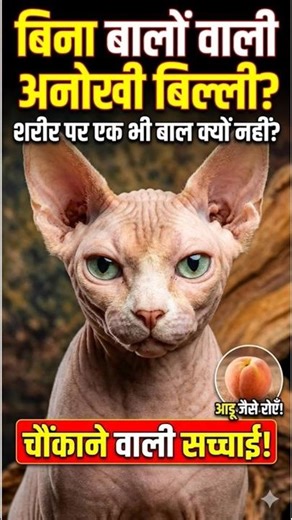 This Cat Has No Fur #cat