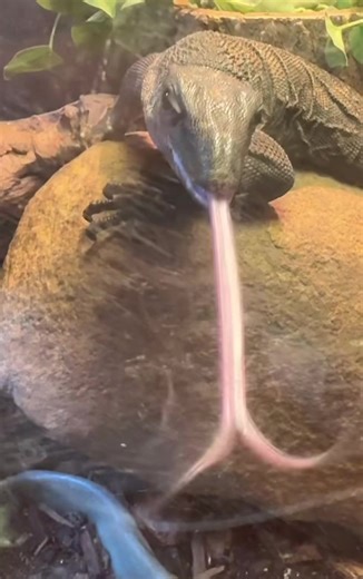 aly (@alypoosays)’s videos with original sound - missfifi