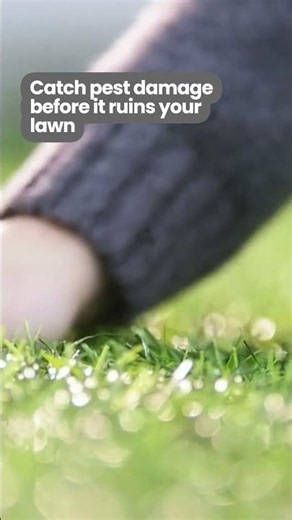 Spot Early Pest Damage Before Lawn Changes