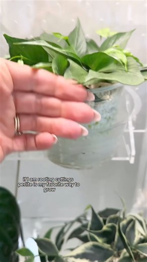 8.8K views · 200 reactions | The most underrated blooming plant EVER! Hoyas are so fantastic to grow — whether you’re just starting out or have more than a few you’ll want to hear these tips! Have you had a Hoya bloom in your care? | House + Plant | Facebook