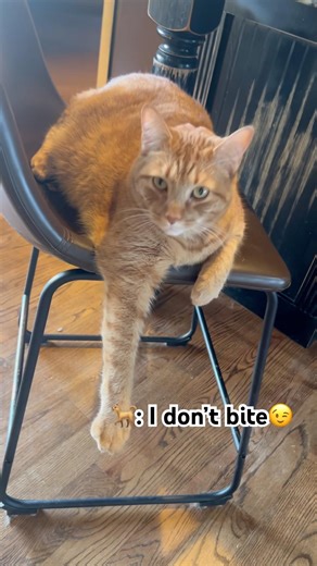 Big Cat #funny #cat #catshorts #orangecat