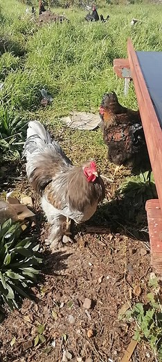 Free range chickens Tokai on TikTok