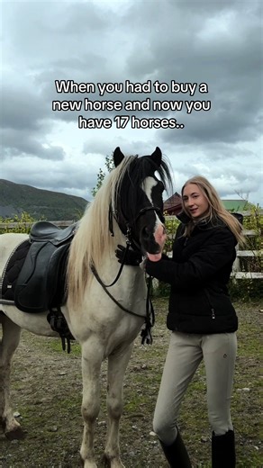Training 17 Horses: The Journey of an Aspiring Trainer