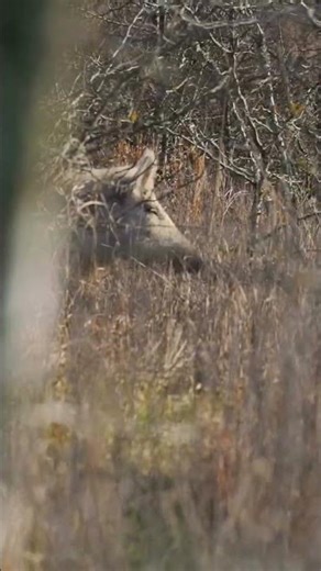 In the Stillness of the Wild, One Shot Changed Everything #hunting #deer #wildanimals #bowhunt #fyp