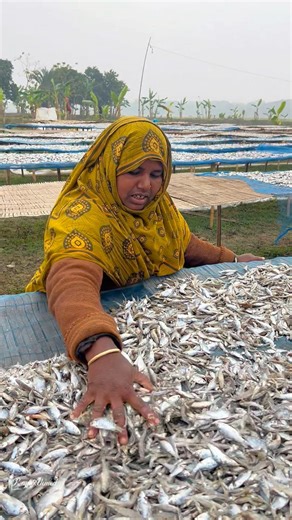 পুটি মাছের শুঁটকি তৈরির প্রক্রিয়া ,Making Traditional Dried Puti Fish #feliz #fish #process #foryou