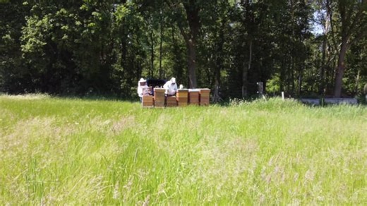 Bees, Beehive, Beekeeper. Free Stock Video