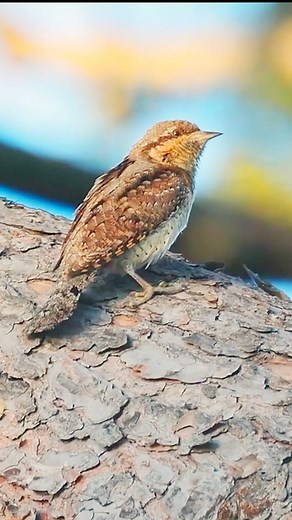 14K views · 320 reactions | Bird sounds_Eurasian wryneck #reels...