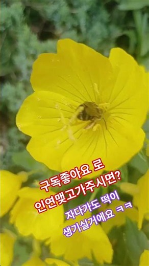 여름꽃.꽃속에빠진꿀벌 .꽃.공원산책.달맞이꽃.낮달맞이꽃. 황금달맞이꽃.여름꽃 꿀벌.꿀먹는꿀벌 박서진 난리가났네