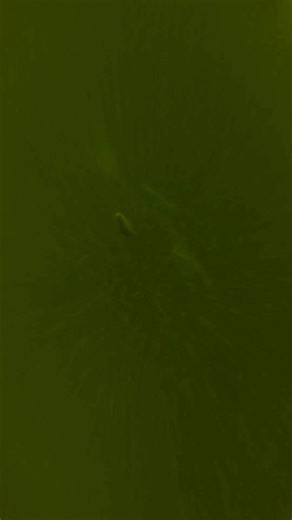 Big zander are very cautious... #zander #fishing #underwater #underwaterworld #fish #zanderfishing #fishingvideo #livebait #underwatercamera #fishbehavior | Underwater World