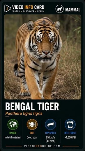 Bengal Tiger Video Info Card