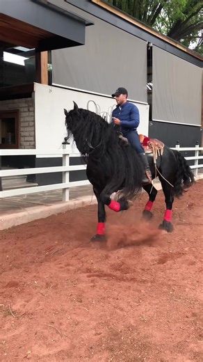 Throwback Thursday: Black Yack Horse