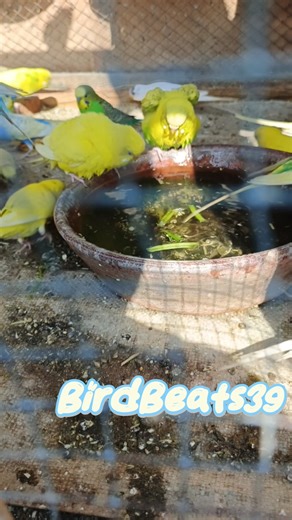 Budgie Bath Time 🐦💦 | Happy Parakeet Splash Moments #shorts #budgies #happybirds