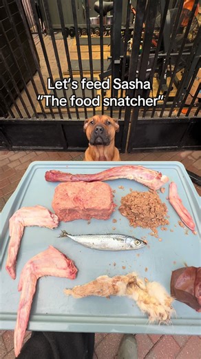 Let’s feed Sasha “the food snatcher” | duck mince