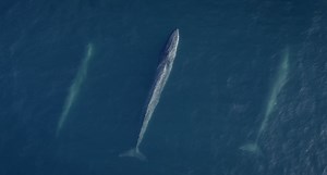 Wild Chile fue en búsqueda del soplo de un gigante marino - Chilevisión