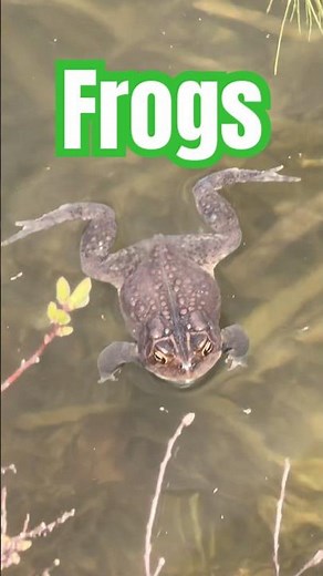 Frogs 🐸