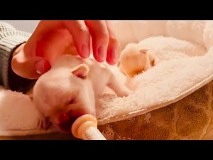1-30 days French bulldog babies after birth#puppyvideo #puppyshort