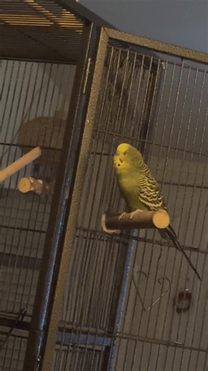 Talking Budgie Behavior: Camera Influence on Speech