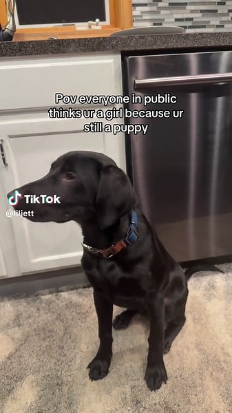 Understanding Waterfowl Training with Black Labs