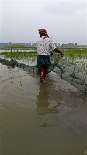 Amazing Ring Net Fishing | Fishing & Village Tradition