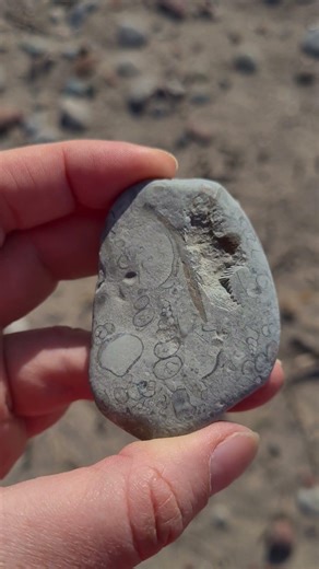 All-in-one 🐚🪸 Baltic sea fossils in limestone. #balticsea #fossils #paleontology