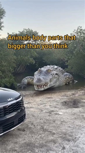 Animals body parts that bigger than you think??#animals #facts #ytshorts #wildlife #dailyshorts